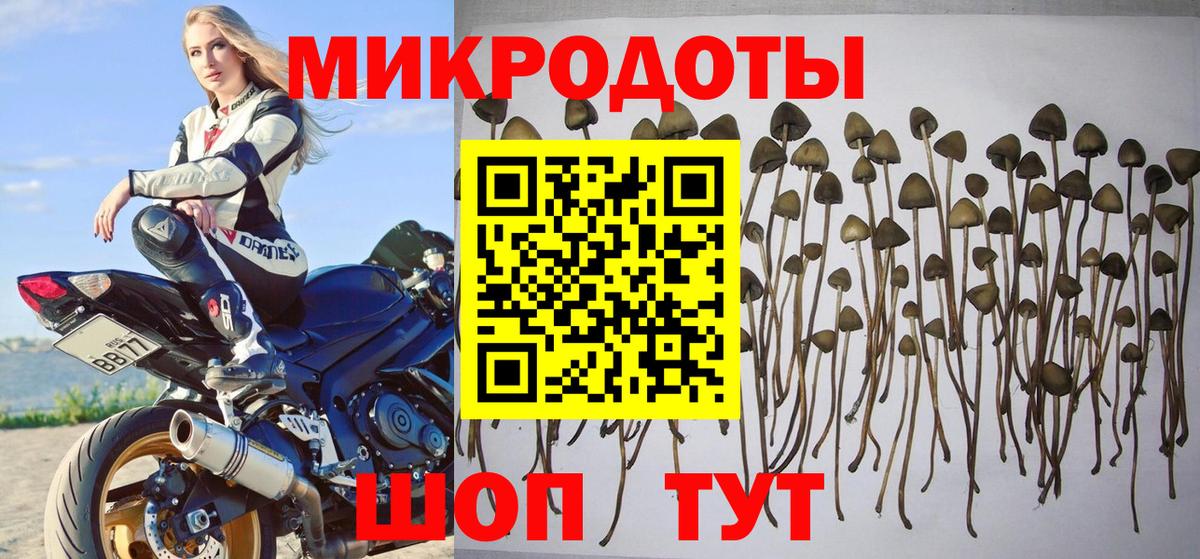 Псилоцибиновые грибы Cubensis Королёв